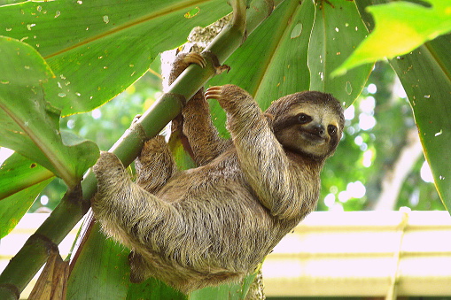 (Sloth in Costa Rica @Unsplash)