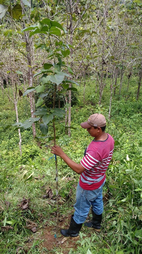 Technician with an eight month old Quira (Platymiscium pennatum) in a 10 year old teak plantation in Panama.