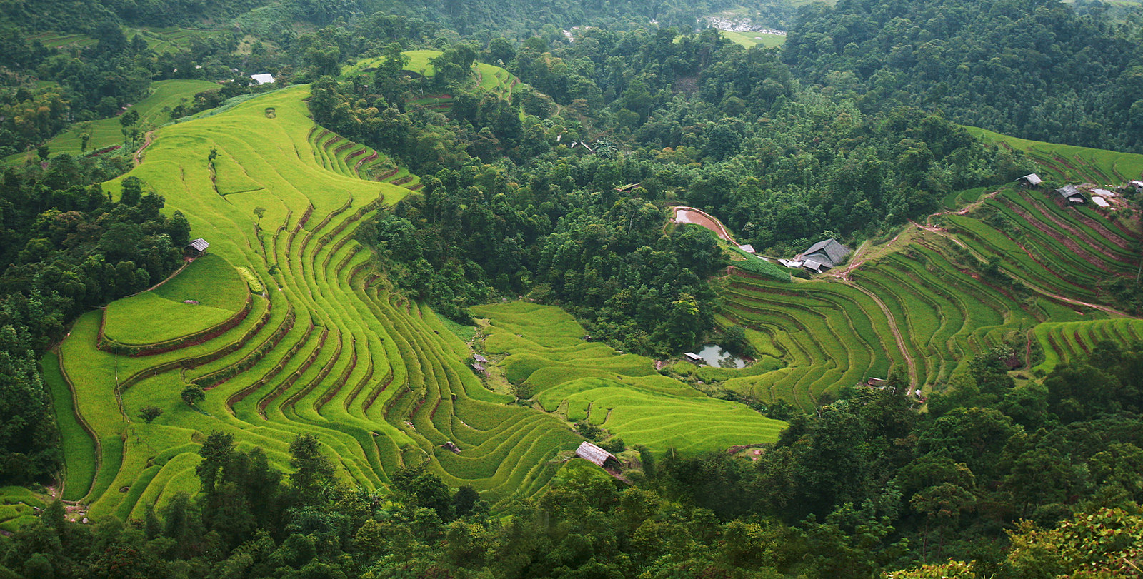 Rice field terrace in Vietnam (FAO)
