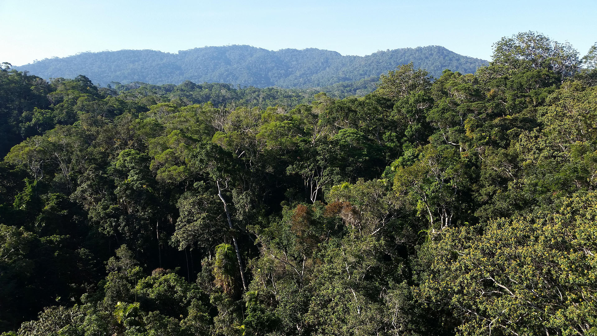Forests, food and finance: How to balance protection and production